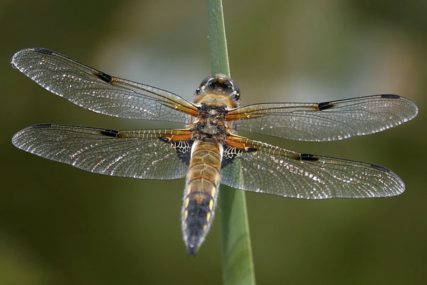 Eine Libelle an einer Agave