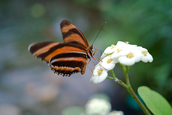 Schmetterling  im Schmetterlingshaus in Grevenmacher / Luxemburg