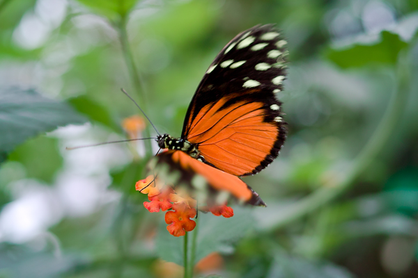 Schmetterling  im Schmetterlingshaus in Grevenmacher / Luxemburg