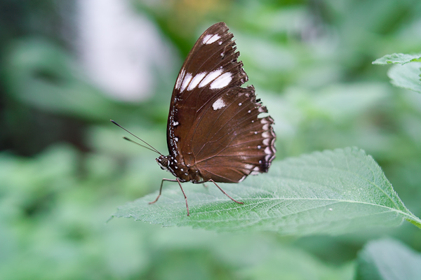 Schmetterling  im Schmetterlingshaus in Grevenmacher / Luxemburg
