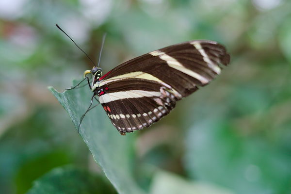 Schmetterling im Schmetterlingshaus in Grevenmacher / Luxemburg