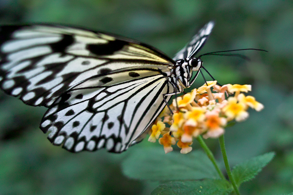 Schmetterling  im Schmetterlingshaus in Grevenmacher / Luxemburg