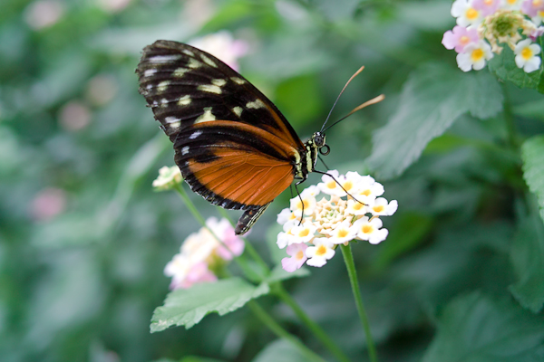 Schmetterling im Schmetterlingshaus in Grevenmacher / Luxemburg