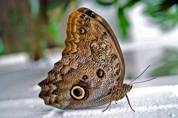 Schmetterling  im Schmetterlingshaus in Grevenmacher / Luxemburg
