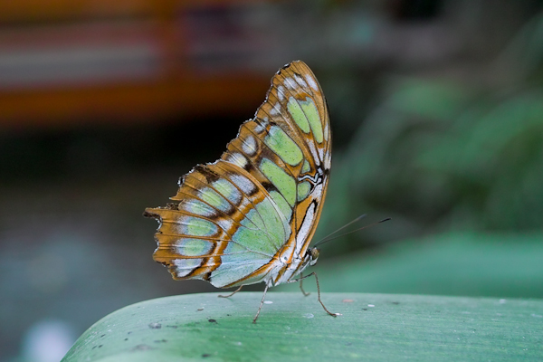 Schmetterling  im Schmetterlingshaus in Grevenmacher / Luxemburg