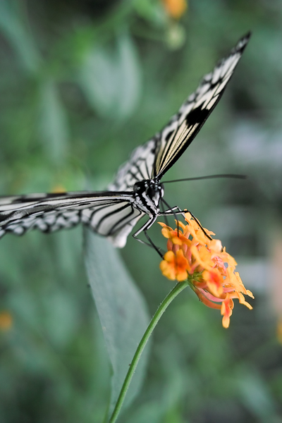 Schmetterling  im Schmetterlingshaus in Grevenmacher / Luxemburg