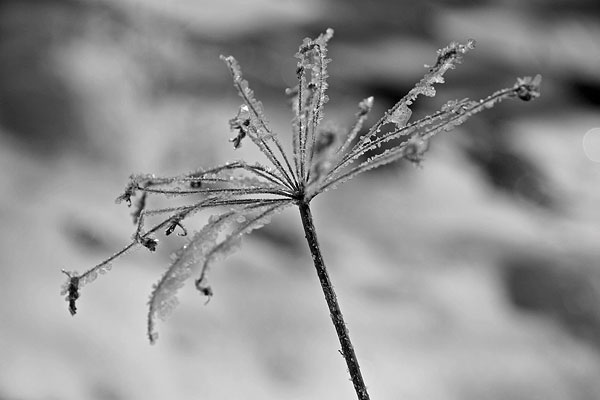 Vereiste Pflanze am Bachlauf