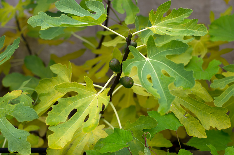 Schloss Sanssouci, Potsdam