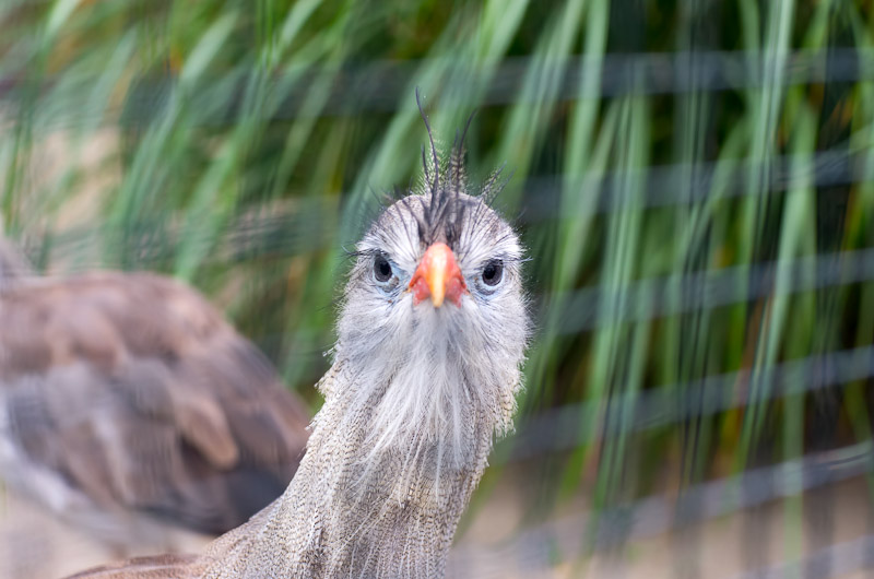Zoologischer Garten, Berlin